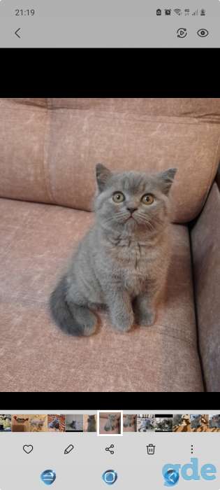 Британские котята, фотография 1