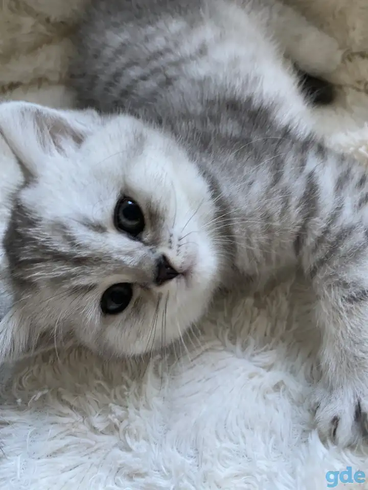 Шотландские милашки, фотография 7