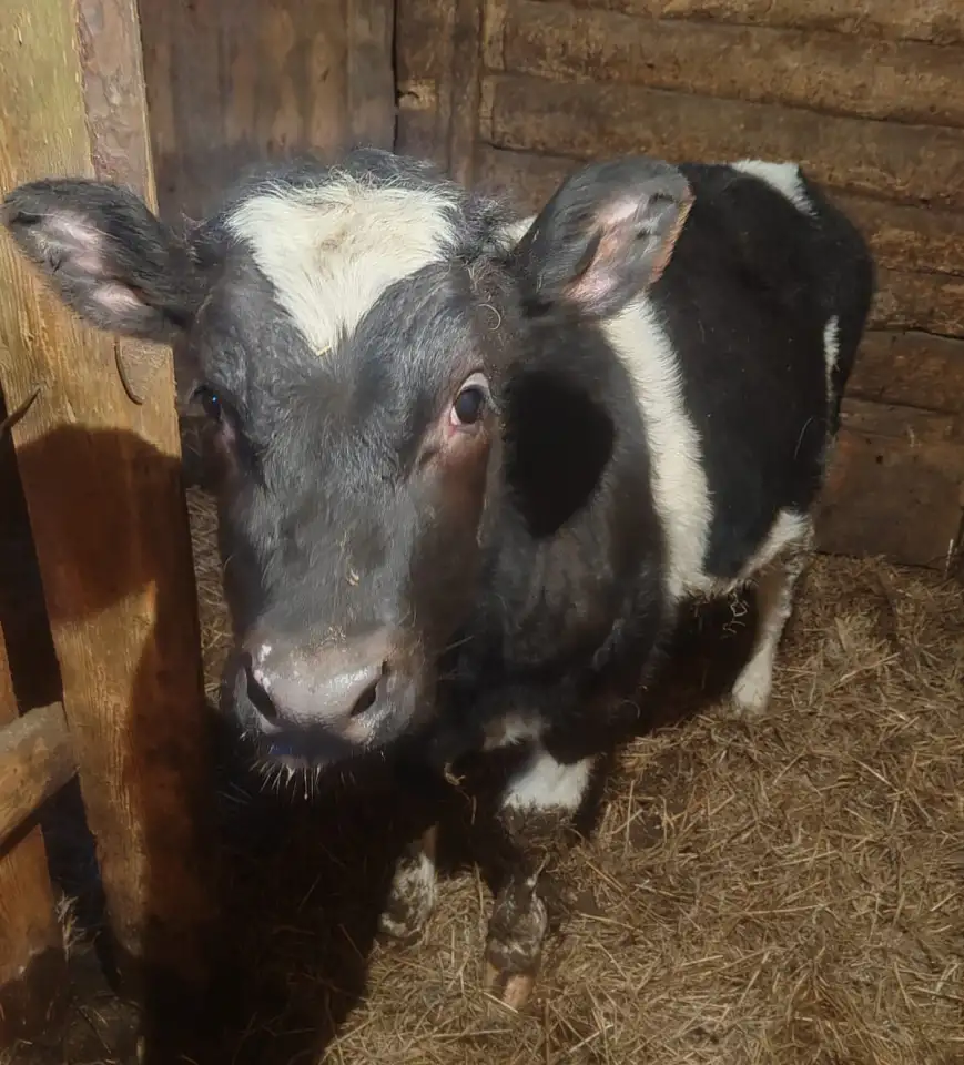 Продаётся телка, фотография 1