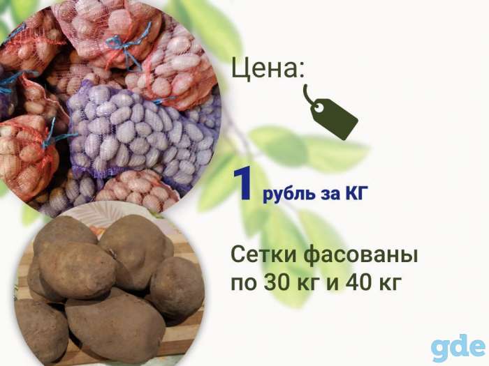 Отличный картофель к Вашему столу! Продам по выгодной цене, фотография 1