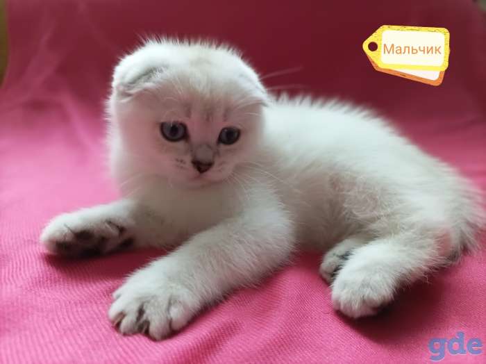 Чистокровные шотландские короткошерстные котята, фотография 1
