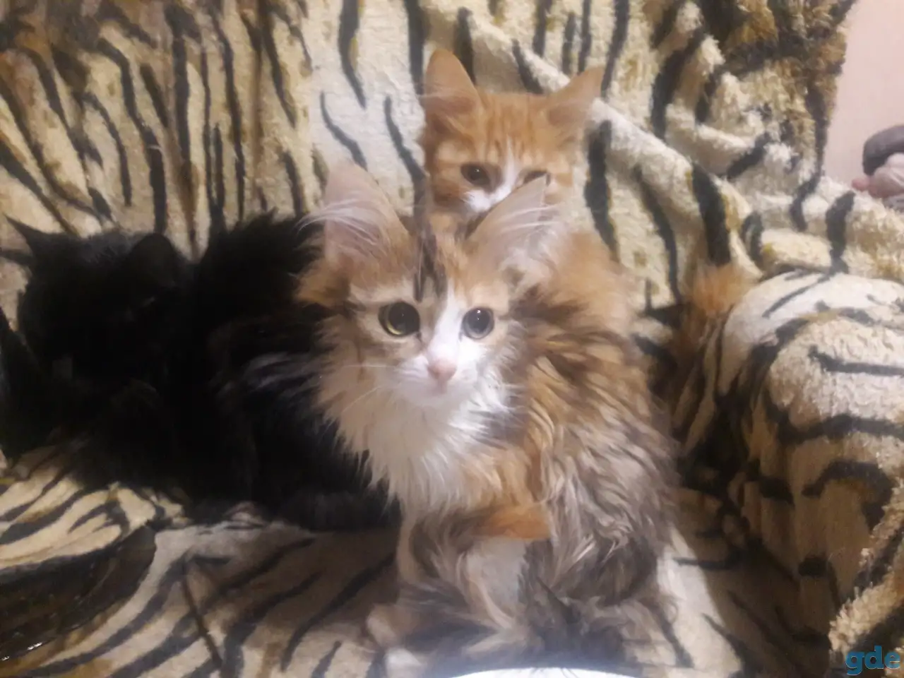 Котики, фотография 6