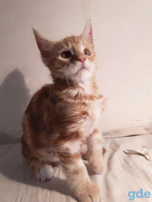 Котята Мейн КУН, фотография 4