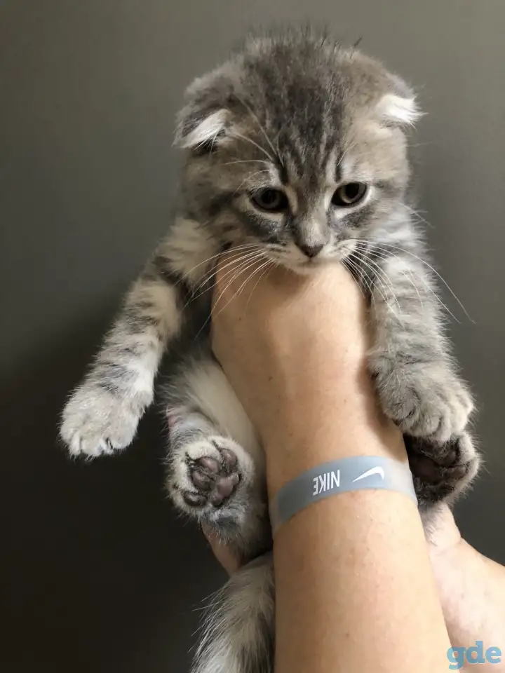Шотландские чистокровные котята, фотография 18