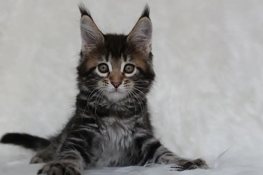 Кошечка мейн-кун, фотография 4