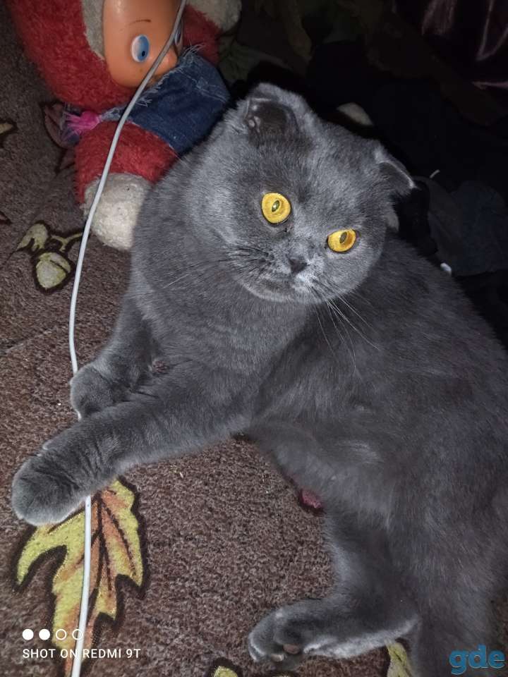Шотландские котята, фотография 12