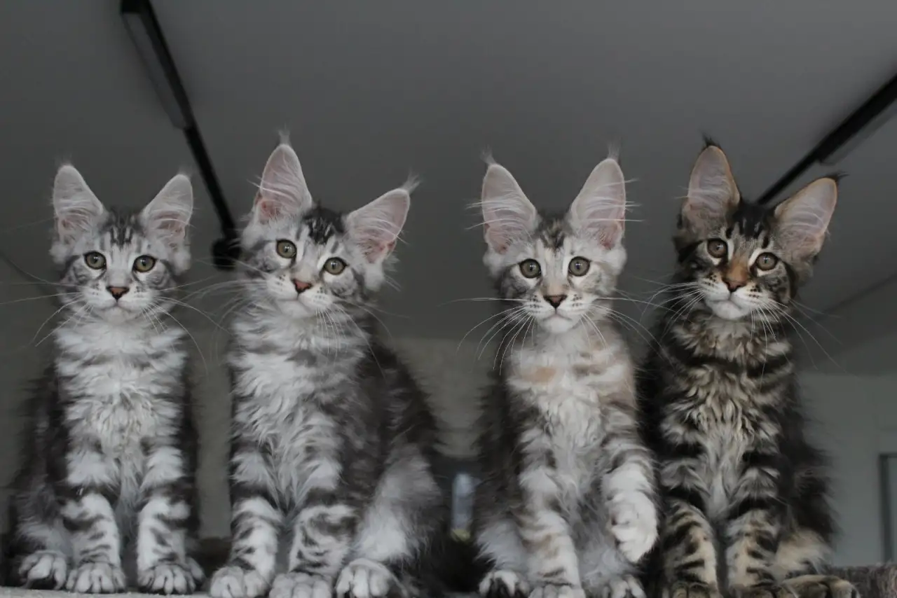 Котята мейн кун!, фотография 6