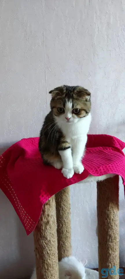 Шотландские котята с голубыми глазами, фотография 5