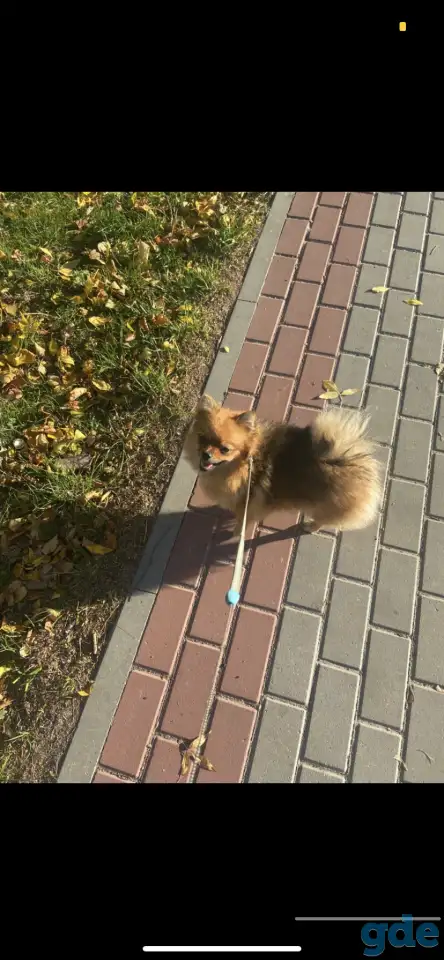 Продам щенка шпица, фотография 7