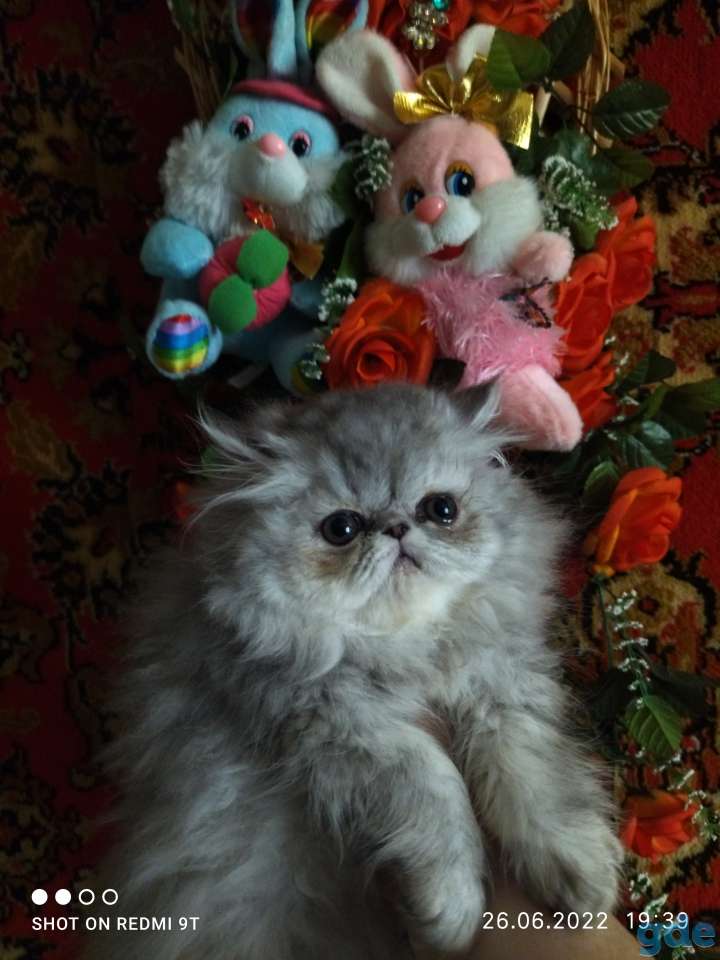 Персидские котята экстремального типа чистокровные персы., фотография 10