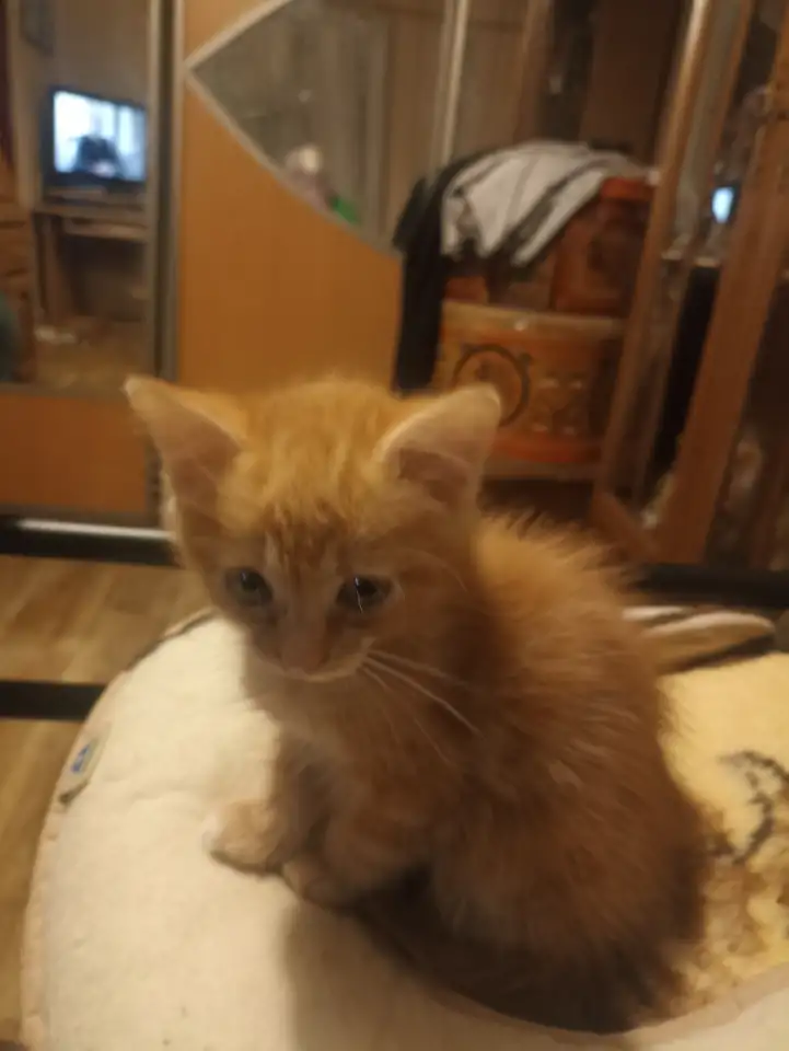котята в дар, фотография 1