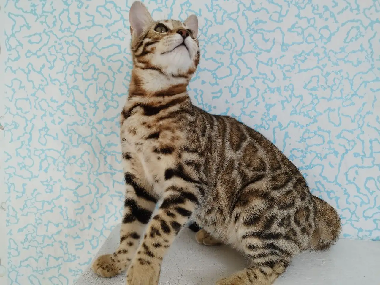 бенгальские котята, фотография 1