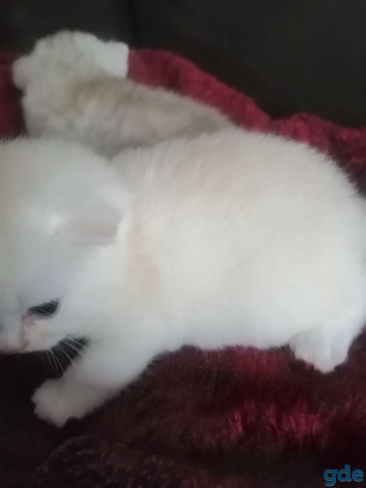 Шотландский котенок, фотография 9