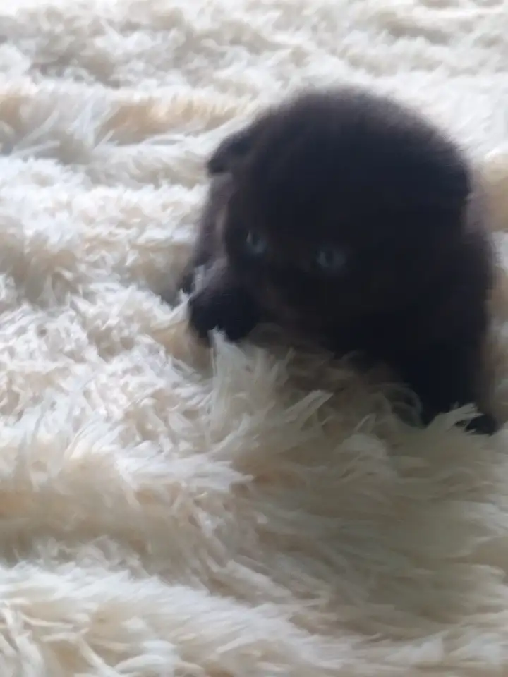Шотландский вислоухий мальчик, фотография 1