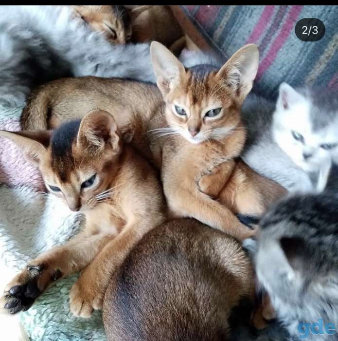 Котята Абиссинские, фотография 1