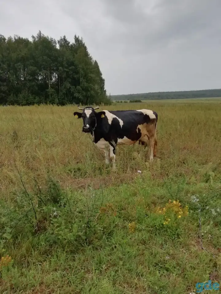 Продам корову, фотография 1