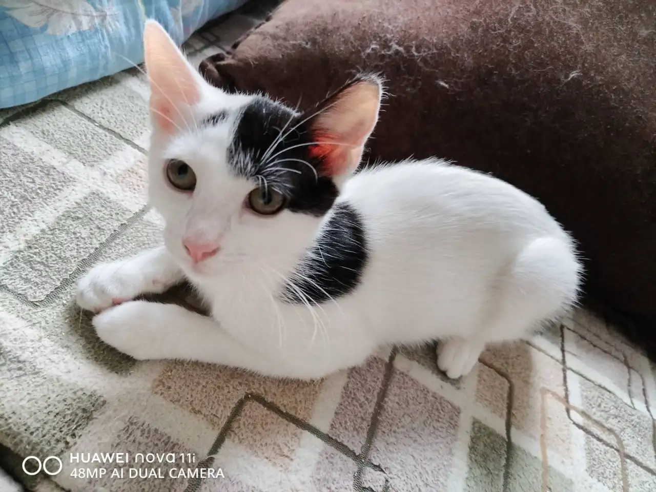 Котенок Лелик в дар!, фотография 1