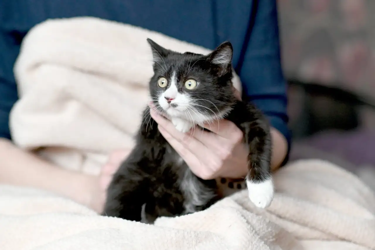 Котятки в дар, фотография 1