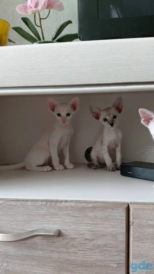 Ориентальные котята, фотография 2
