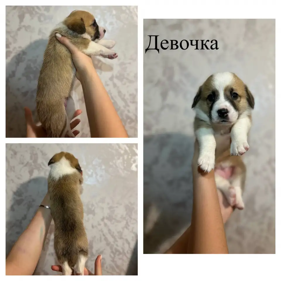 Щенки метисы корги, фотография 5