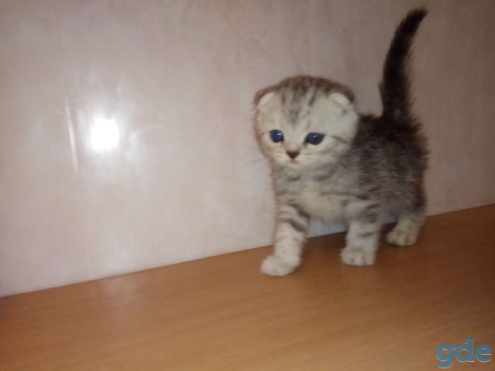Продать котята разных окрасов, фотография 1