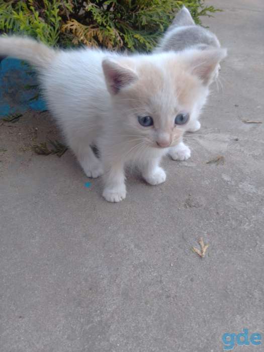 КОТЯТА, фотография 6