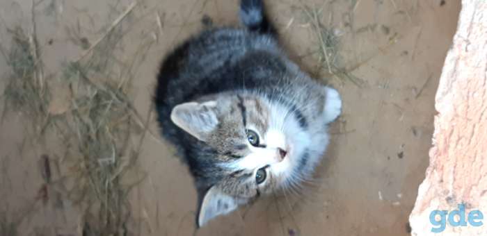 Кошка и котенок ищут дом, фотография 4
