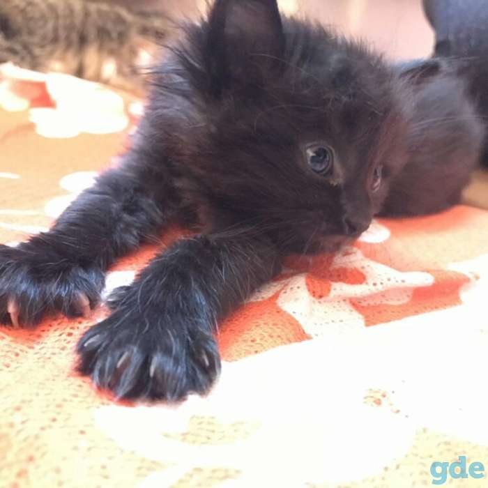 Котята в дар, фотография 1