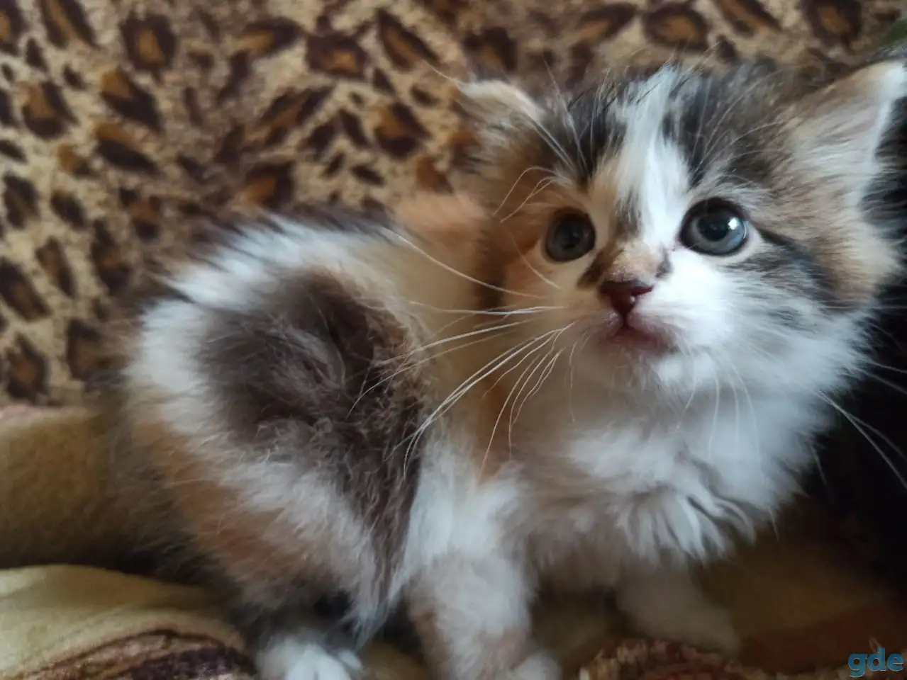 Кошка котенок трехцветная даром, фотография 4