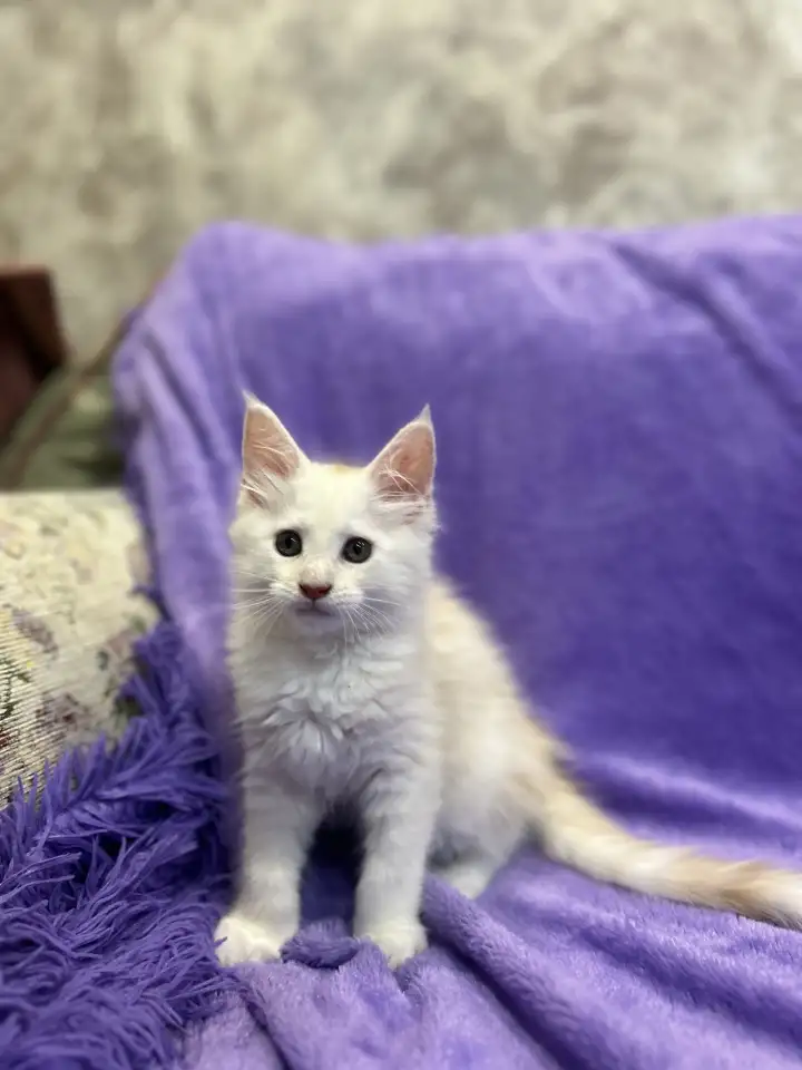 Котята породы Мейн-кун, фотография 3