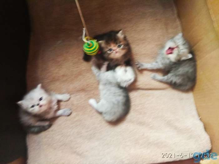 Персидские котята. Мальчики и девочка., фотография 6