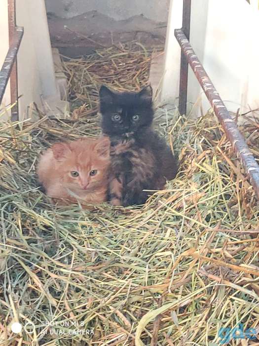 Котят (не продаем, а показываем) и отдаем в добрые руки :), фотография 2
