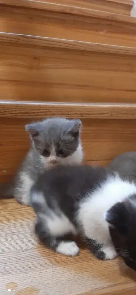 Отдам котят в хорошие руки, фотография 4
