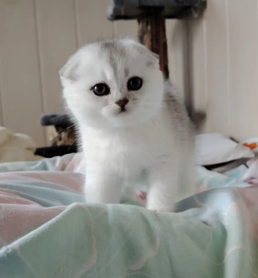 Коштландская кошечка, котенок., фотография 1