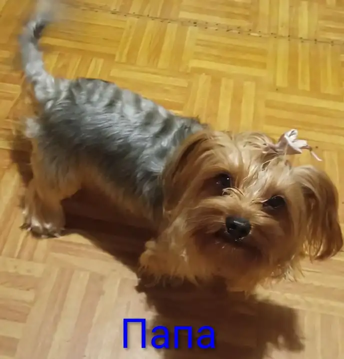 Продаются щенки Йоркширского терьера, фотография 6