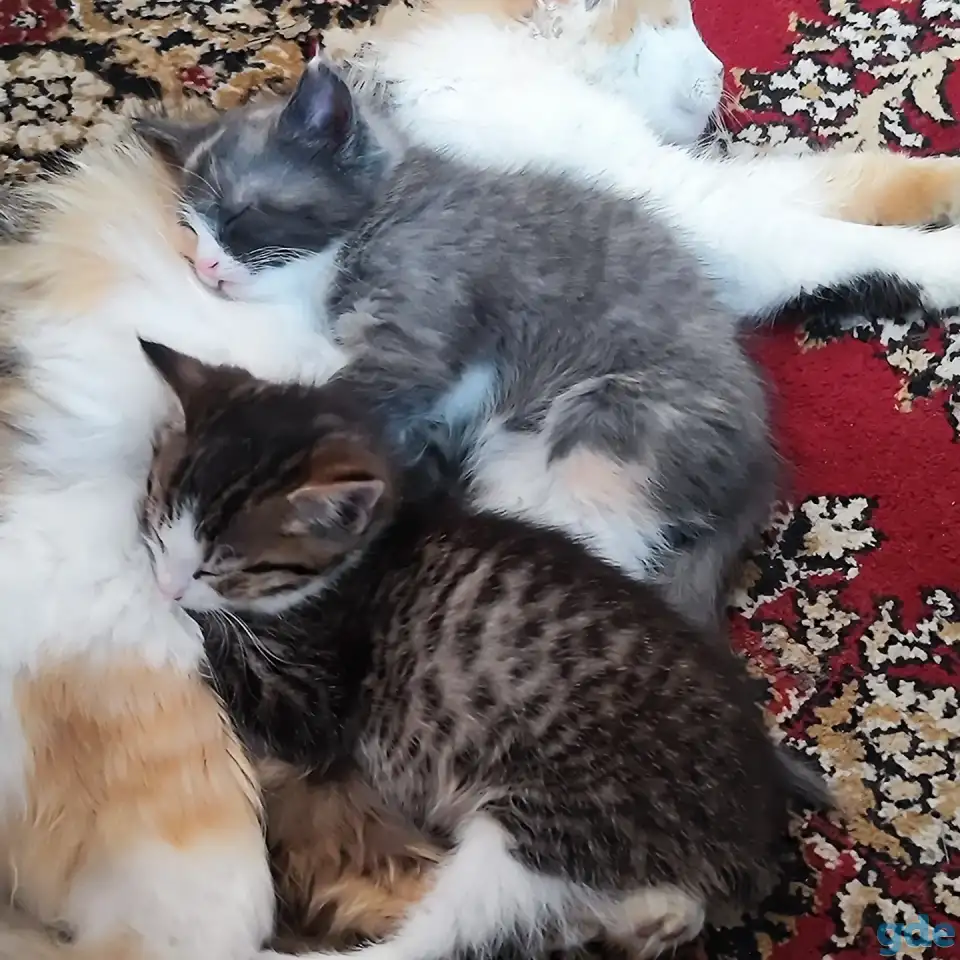 Котята, фотография 2