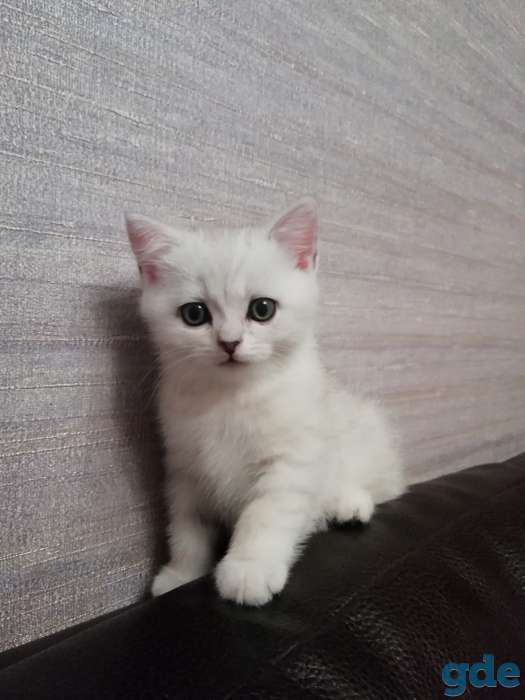 Котята, фотография 1