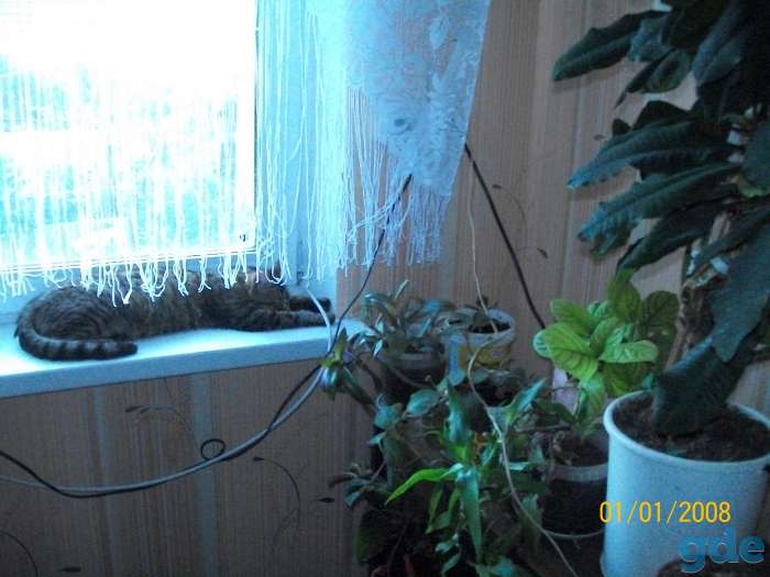 живу одна нужна пенсионерка-компаньонка сдам комнату, фотография 3