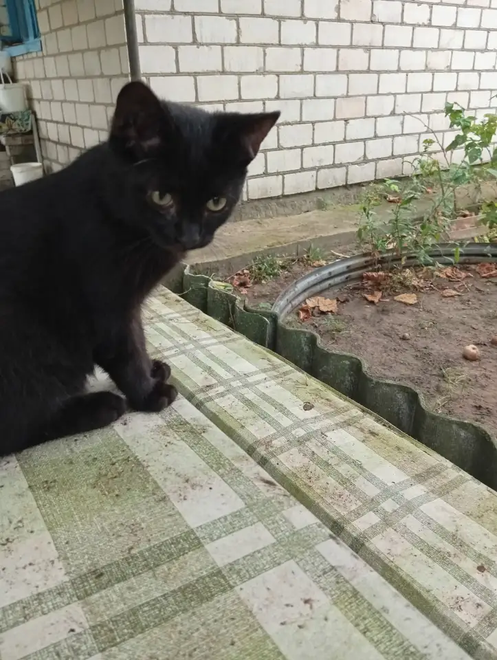 Котенок в дар, фотография 7