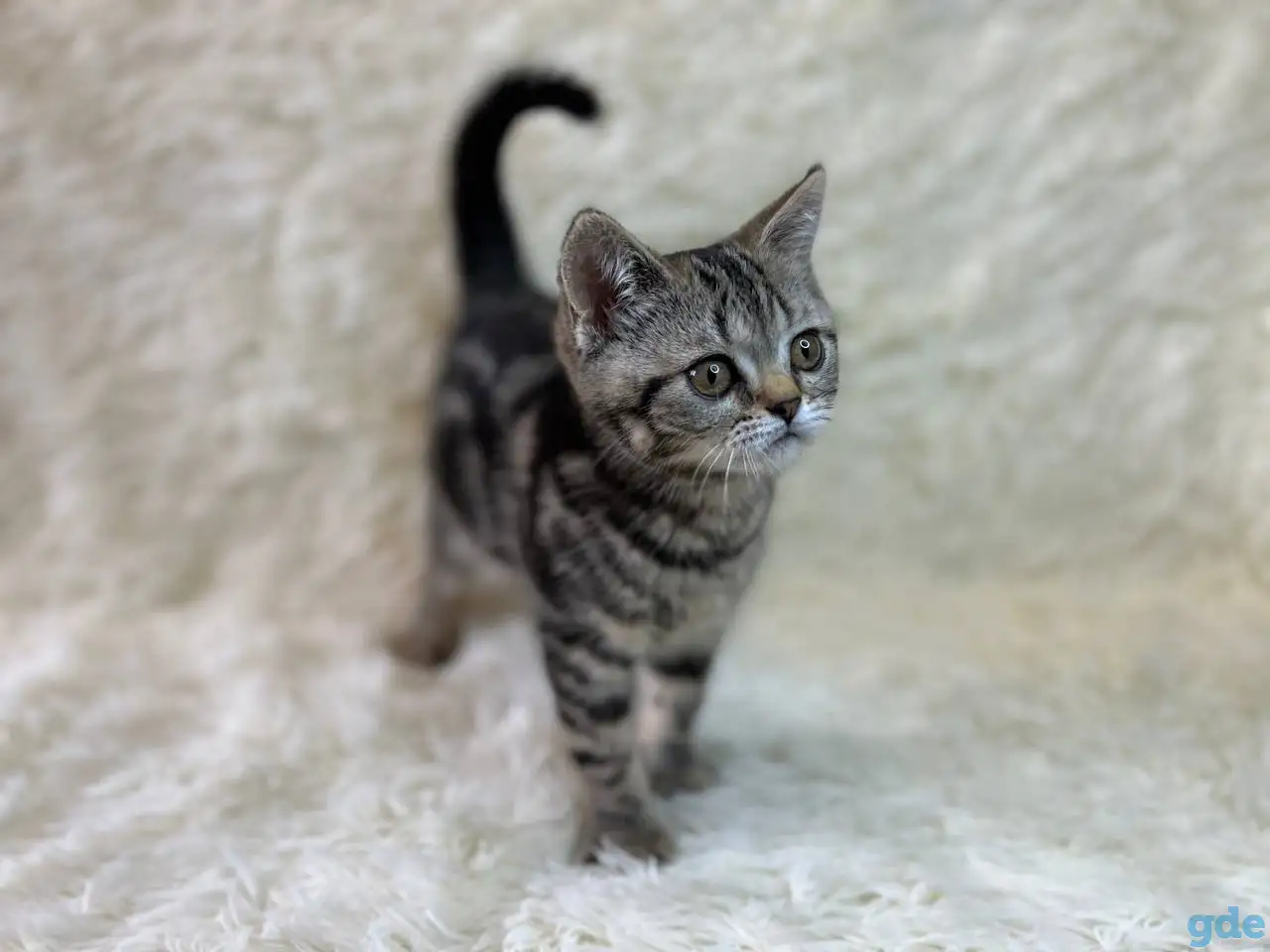Шотландская прямоухая кошечка, котенок, страйт, окрас SFS 71 n22, мрамор, фотография 4