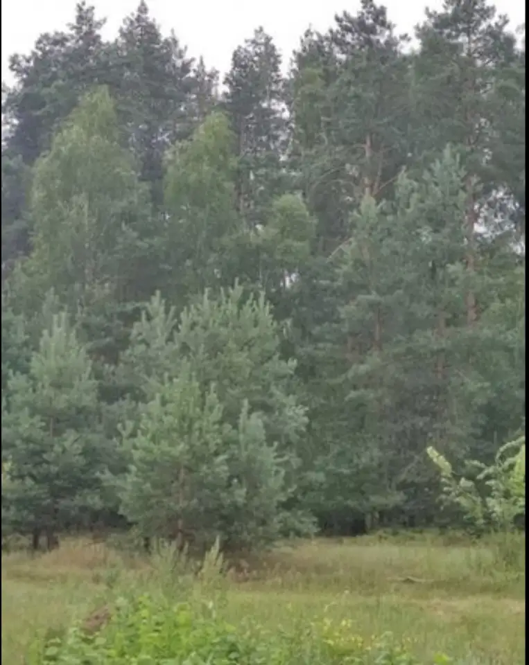 Участок в Беловежской пуще., фотография 2