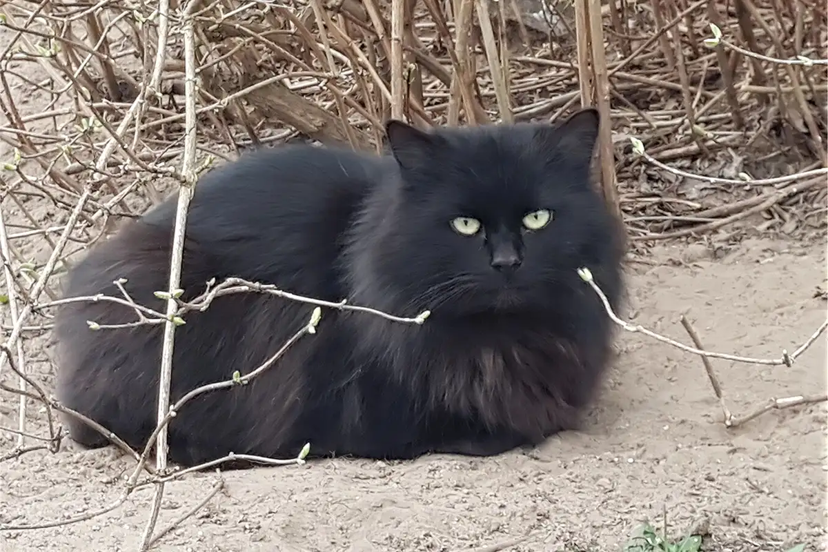 Котики очень срочно ищут дом, фотография 5