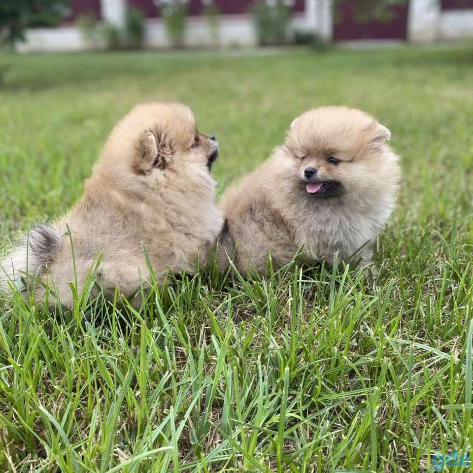 Шпиц, фотография 7