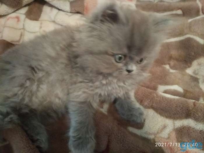 Котята британской породы, фотография 6