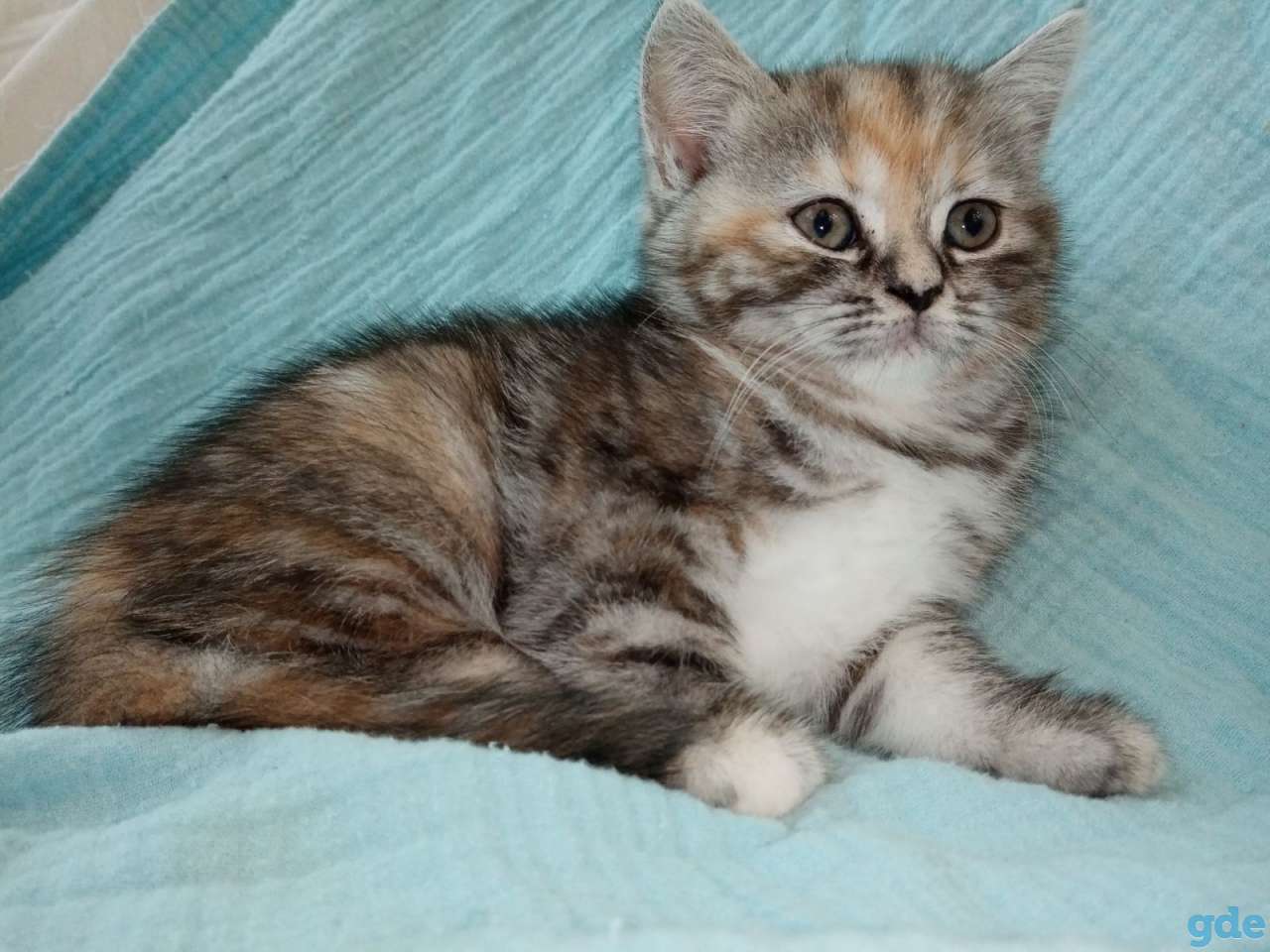 Продаю шотландских котят, фотография 3