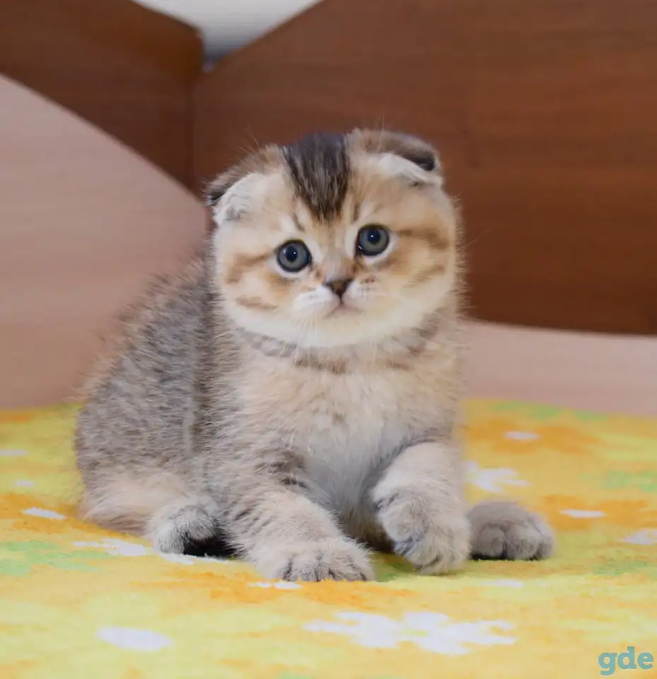 ЗОЛОТАЯ ШИНШИЛЛА шотландские котята, фотография 2