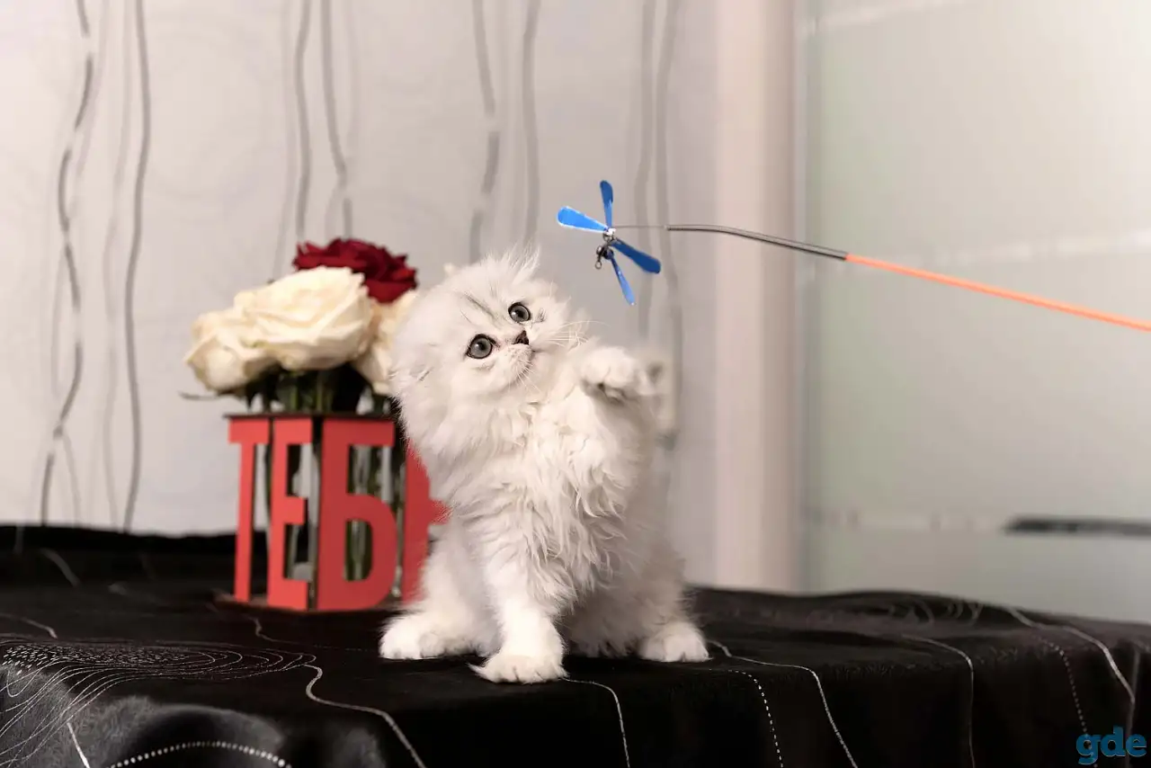 Шотландские котята, фотография 5