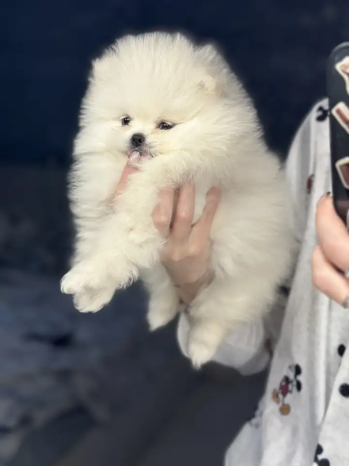 Шпиц, фотография 1
