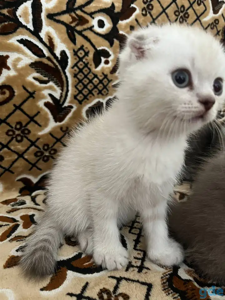 Продаются котята, фотография 5