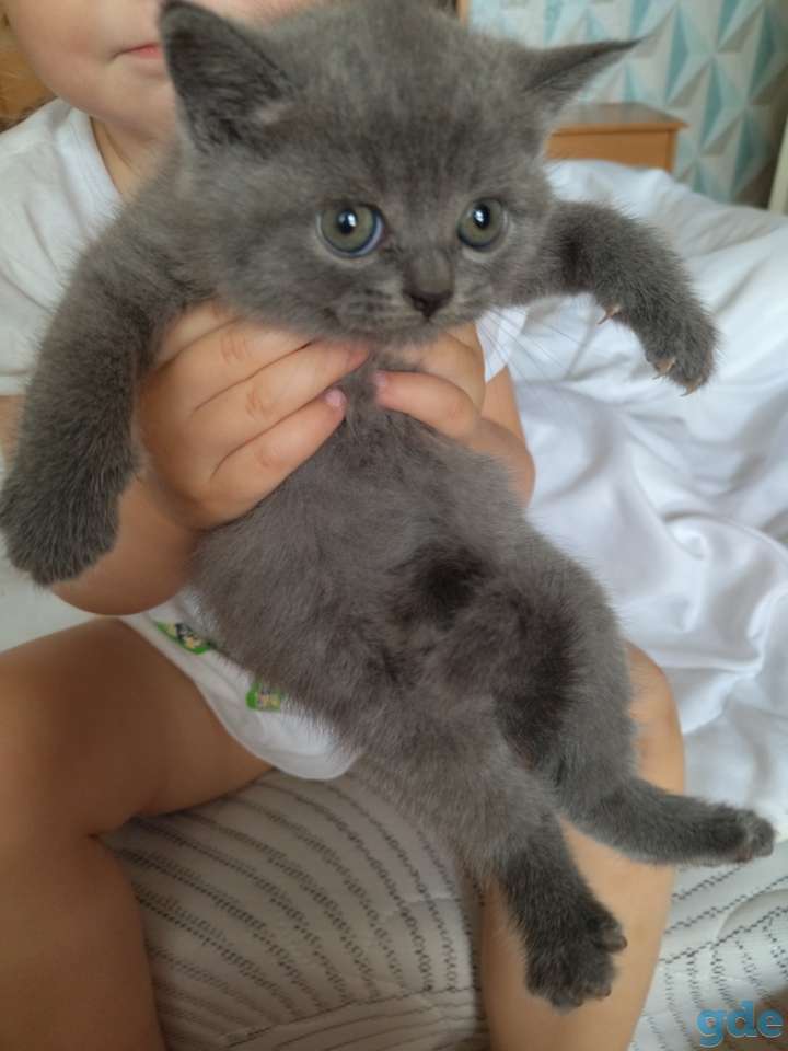 Чистокровные британские котята, фотография 1